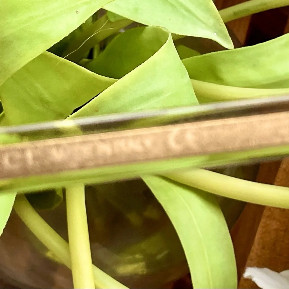 GUCCI READING GLASSES - Picture 9 of 13